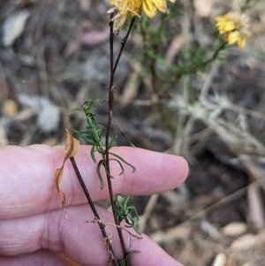 Xerochrysum viscosum (Sticky Everlasting) at Milbrulong, NSW by Darcy