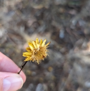 Xerochrysum viscosum at Milbrulong, NSW - 18 Mar 2023 09:56 AM