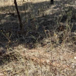 Xerochrysum viscosum at Milbrulong, NSW - 18 Mar 2023