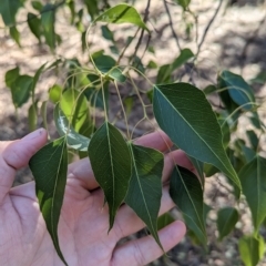 Brachychiton populneus (Kurrajong) at Milbrulong State Forest - 18 Mar 2023 by Darcy