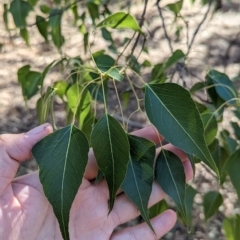 Brachychiton populneus at Milbrulong, NSW - 18 Mar 2023 10:00 AM