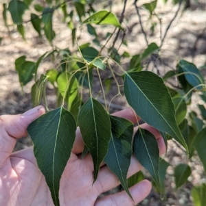 Brachychiton populneus at Milbrulong, NSW - 18 Mar 2023 10:00 AM