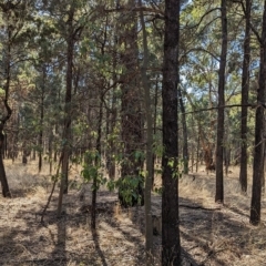 Brachychiton populneus at Milbrulong, NSW - 18 Mar 2023 10:00 AM