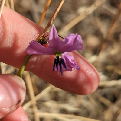 Arthropodium fimbriatum (Nodding Chocolate Lily) at Tootool, NSW - 18 Mar 2023 by Darcy