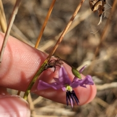 Arthropodium fimbriatum at Tootool, NSW - 18 Mar 2023 10:28 AM