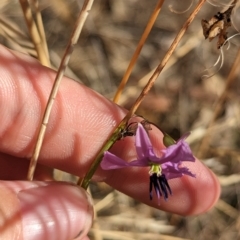 Arthropodium fimbriatum at Tootool, NSW - 18 Mar 2023