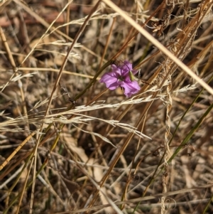 Arthropodium fimbriatum at Tootool, NSW - 18 Mar 2023 10:28 AM