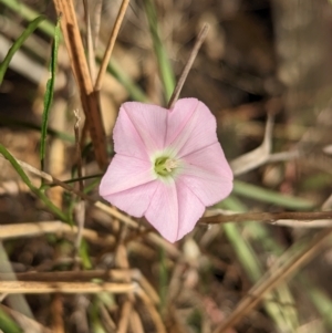 Convolvulus angustissimus subsp. angustissimus at Tootool, NSW - 18 Mar 2023