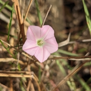 Convolvulus angustissimus subsp. angustissimus at Tootool, NSW - 18 Mar 2023