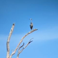 Egretta novaehollandiae (White-faced Heron) at Tootool, NSW - 18 Mar 2023 by Darcy