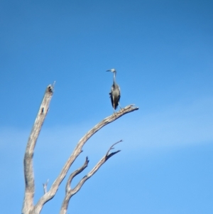 Egretta novaehollandiae at Tootool, NSW - 18 Mar 2023 10:32 AM