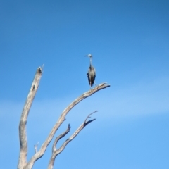 Egretta novaehollandiae (White-faced Heron) at Tootool, NSW - 17 Mar 2023 by Darcy