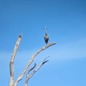 Egretta novaehollandiae (White-faced Heron) at Tootool, NSW by Darcy