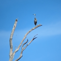 Egretta novaehollandiae at Tootool, NSW - 18 Mar 2023