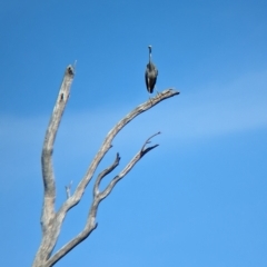 Egretta novaehollandiae at Tootool, NSW - 18 Mar 2023 10:32 AM