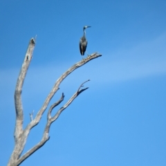 Egretta novaehollandiae at Tootool, NSW - 18 Mar 2023 10:32 AM