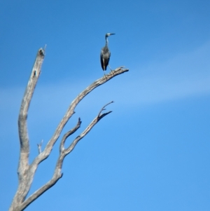 Egretta novaehollandiae at Tootool, NSW - 18 Mar 2023 10:32 AM