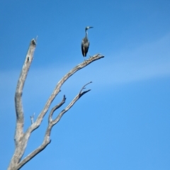 Egretta novaehollandiae at Tootool, NSW - 18 Mar 2023