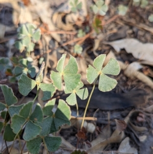 Marsilea drummondii at Tootool, NSW - 18 Mar 2023 10:36 AM