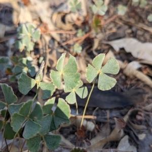 Marsilea drummondii (Common Nardoo) at Tootool, NSW by Darcy