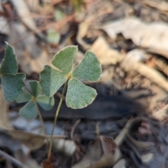 Marsilea drummondii at Tootool, NSW - 18 Mar 2023 10:36 AM