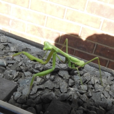 Pseudomantis albofimbriata (False garden mantis) at Burradoo, NSW - 7 Mar 2023 by GlossyGal