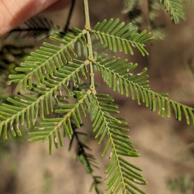 Acacia deanei subsp. deanei (Deane's Wattle) at Tootool, NSW - 18 Mar 2023 by Darcy