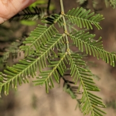 Acacia deanei subsp. deanei at Tootool, NSW - 18 Mar 2023 10:47 AM