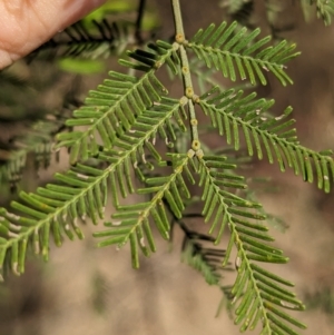 Acacia deanei subsp. deanei at Tootool, NSW - 18 Mar 2023 10:47 AM