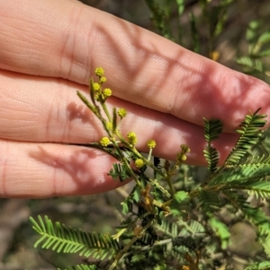 Acacia deanei subsp. deanei at Tootool, NSW - 18 Mar 2023 10:47 AM