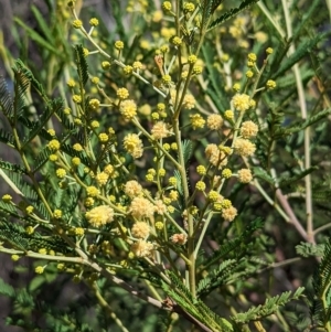 Acacia deanei subsp. deanei at Tootool, NSW - 18 Mar 2023
