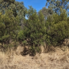 Acacia deanei subsp. deanei at Tootool, NSW - 18 Mar 2023