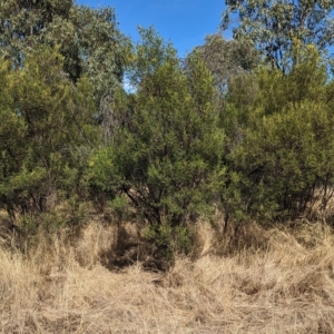 Acacia deanei subsp. deanei at Tootool, NSW - 18 Mar 2023