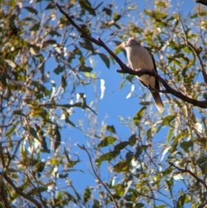 Manorina melanocephala at Tootool, NSW - 18 Mar 2023