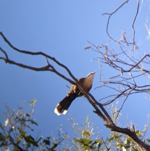 Pomatostomus temporalis temporalis at Tootool, NSW - 18 Mar 2023