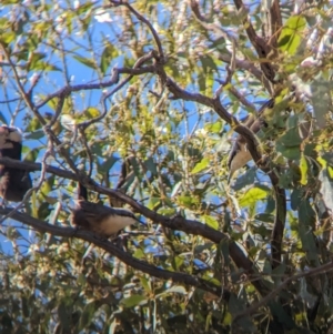 Pomatostomus temporalis temporalis at Tootool, NSW - 18 Mar 2023