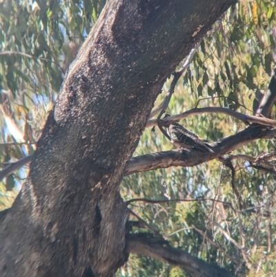 Phaps chalcoptera (Common Bronzewing) at Tootool, NSW - 18 Mar 2023 by Darcy