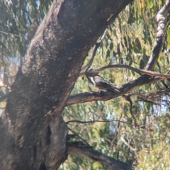 Phaps chalcoptera at Tootool, NSW - 18 Mar 2023