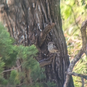 Pyrrholaemus sagittatus (Speckled Warbler) at Tootool, NSW by Darcy