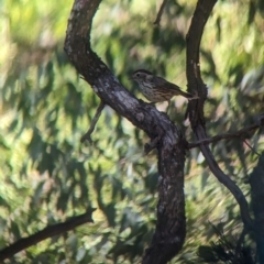 Pyrrholaemus sagittatus at Tootool, NSW - 18 Mar 2023 11:44 AM