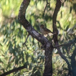 Pyrrholaemus sagittatus at Tootool, NSW - 18 Mar 2023