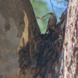Climacteris picumnus (Brown Treecreeper) at Tootool, NSW by Darcy