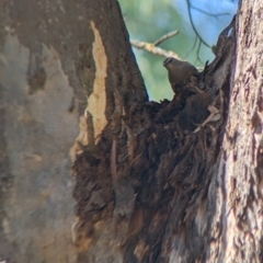 Climacteris picumnus victoriae at Tootool, NSW - 18 Mar 2023 11:59 AM