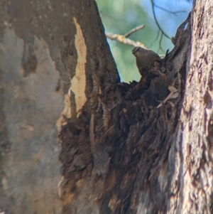 Climacteris picumnus at Tootool, NSW - 18 Mar 2023