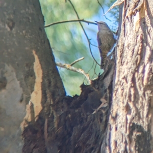 Climacteris picumnus at Tootool, NSW - 18 Mar 2023