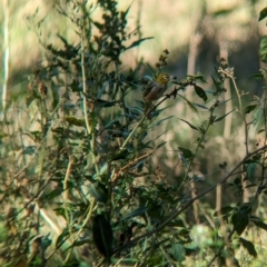 Zosterops lateralis (Silvereye) at Tootool, NSW - 18 Mar 2023 by Darcy