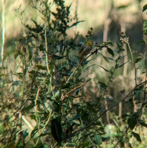 Zosterops lateralis at Tootool, NSW - 18 Mar 2023