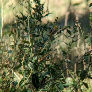 Zosterops lateralis at Tootool, NSW - 18 Mar 2023 12:01 PM