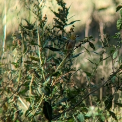 Zosterops lateralis at Tootool, NSW - 18 Mar 2023 12:01 PM