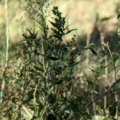 Zosterops lateralis at Tootool, NSW - 18 Mar 2023